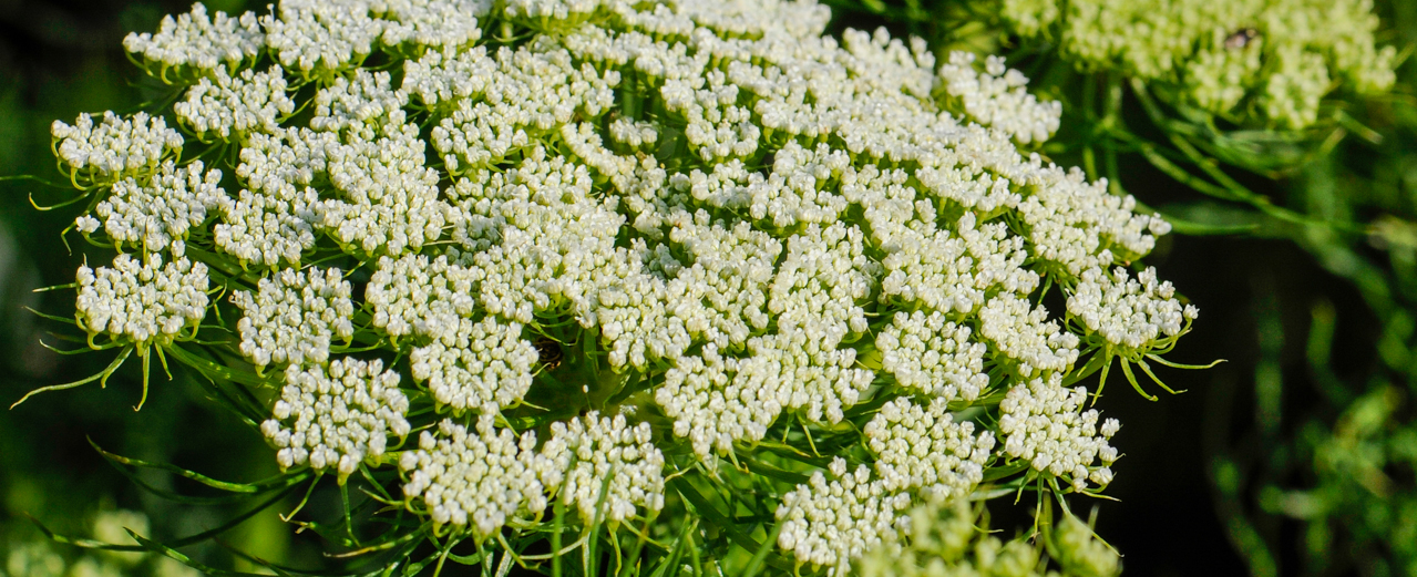 Zahnstocher-Ammei - Ammi visnaga