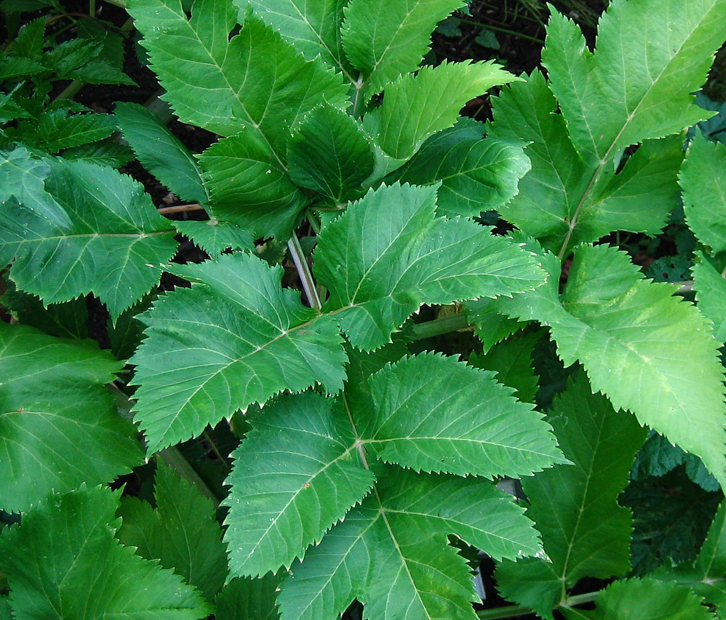 Echte Engelwurz - Angelica archangelica