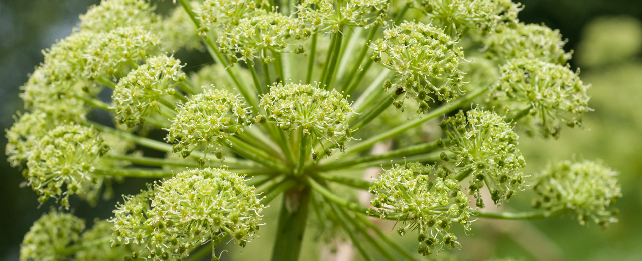 Echte Engelwurz - Angelica archangelica