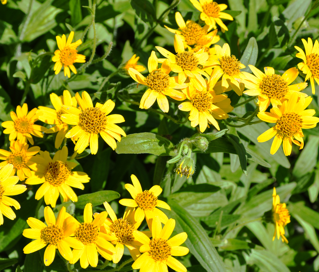 Amerikanische Wiesenarnika - Arnica chamissonis