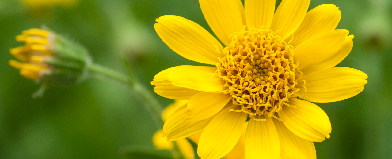 Amerikanische Wiesenarnika - Arnica chamissonis