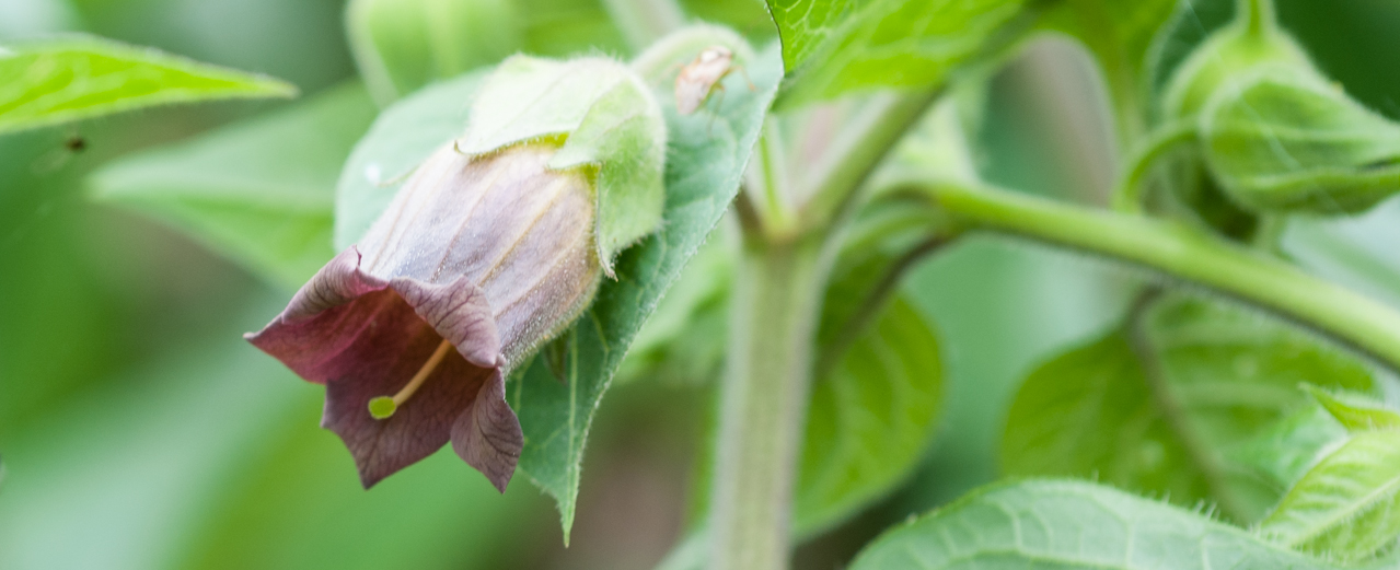 Tollkirsche - Atropa bella-donna