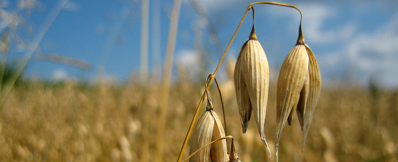 Hafer - Avena sativa