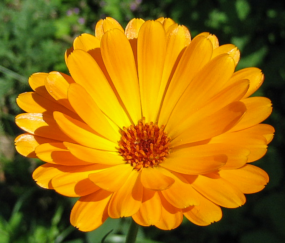 Ringelblume - Calendula officinalis