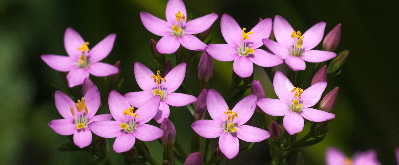 Tausendgüldenkraut - Centaurium erythraea Tausendgüldenkraut - Centaurium erythraea
