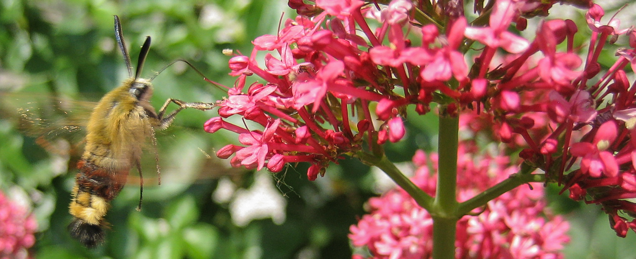 Rote Spornblume - Centranthus ruber