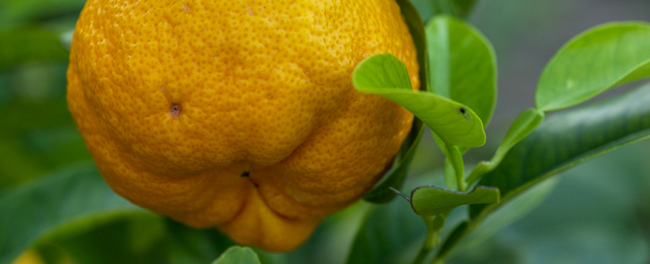 Pomeranze - Citrus aurantium