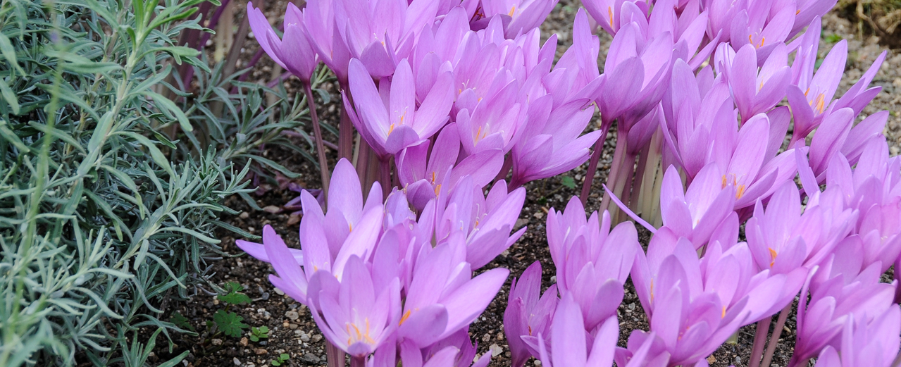 Herbstzeitlose - Colchicum autumnale Herbstzeitlose - Colchicum autumnale