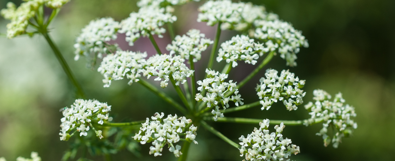 Schierling - Conium maculatum