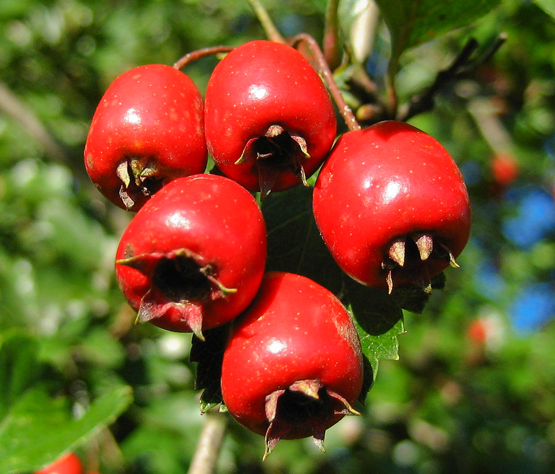 Eingriffeliger Weißdorn - Crataegus monogyna