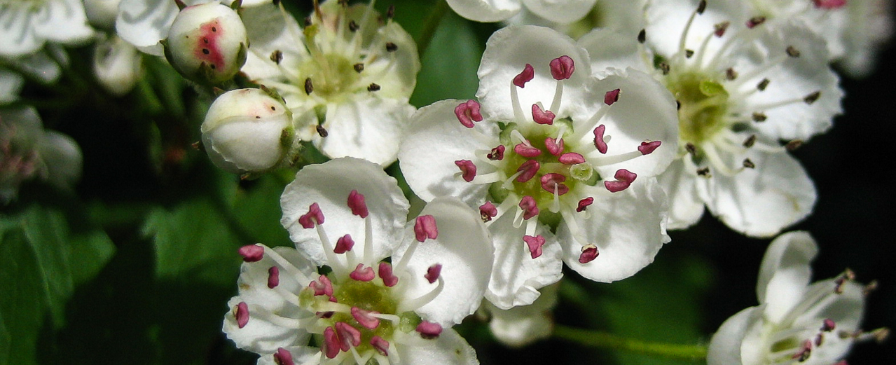 Eingriffeliger Weißdorn - Crataegus monogyna Eingriffeliger Weißdorn - Crataegus monogyna