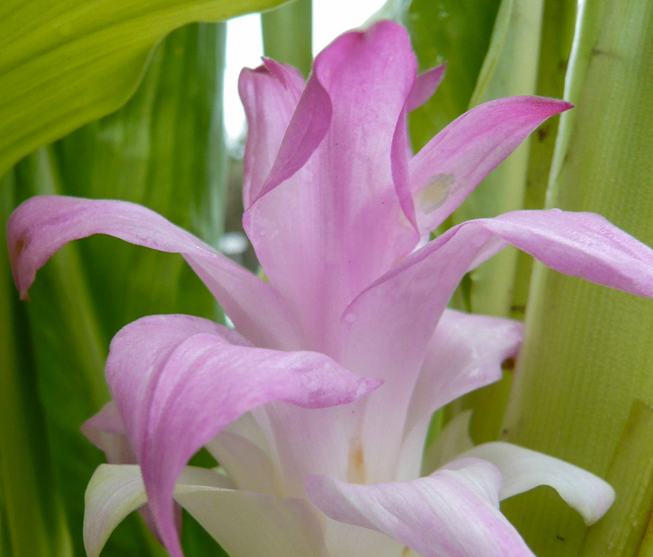 Kurkuma - Curcuma longa Kurkuma - Curcuma longa