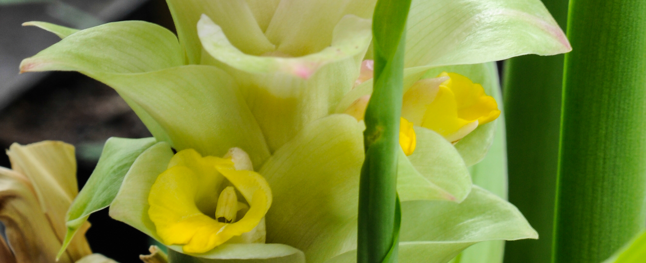 Kurkuma - Curcuma longa Kurkuma - Curcuma longa