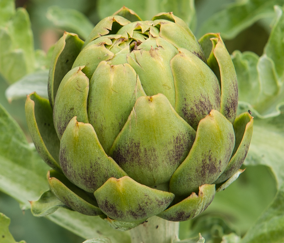 Artischocke - Cynara scolymus