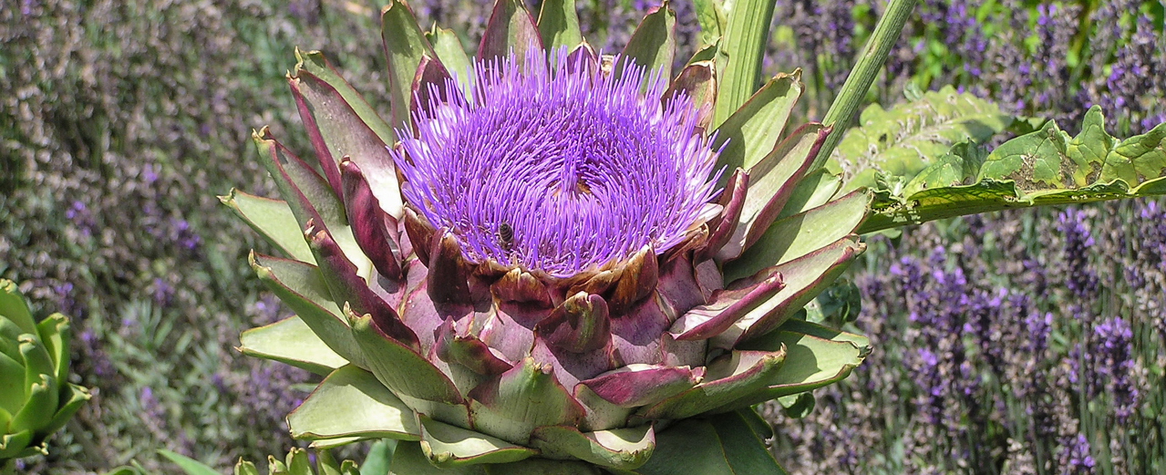 Artischocke - Cynara scolymus Artischocke - Cynara scolymus