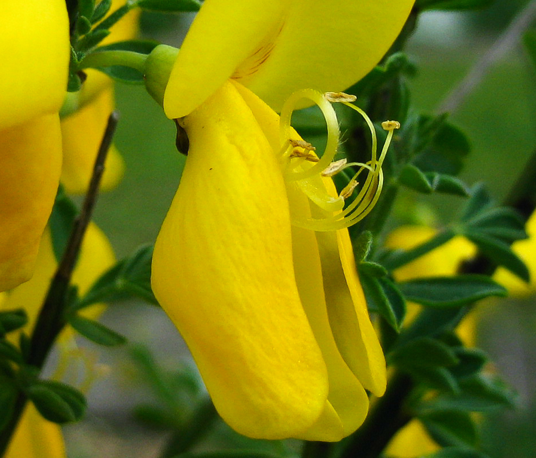 Besenginster - Cytisus scoparius