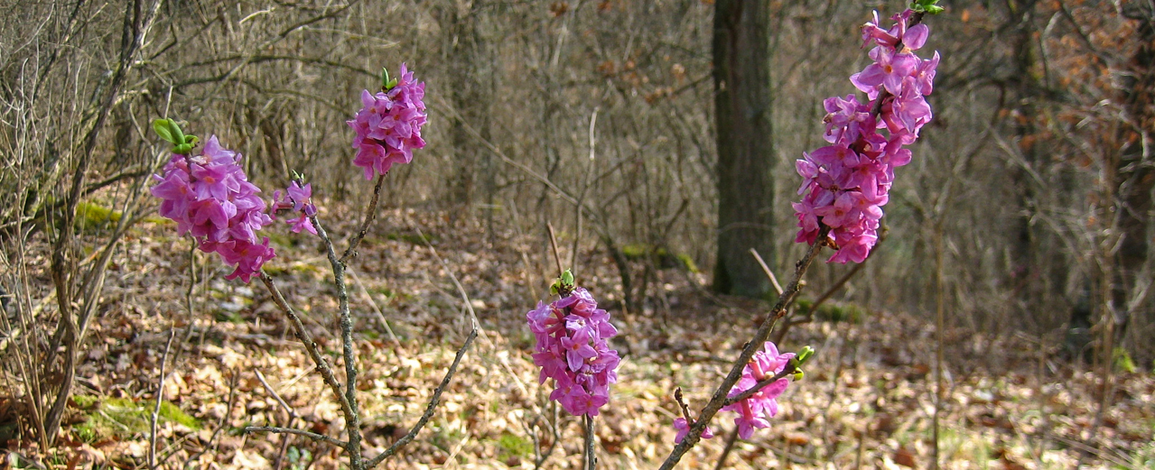 Seidelbast - Daphne mezereum