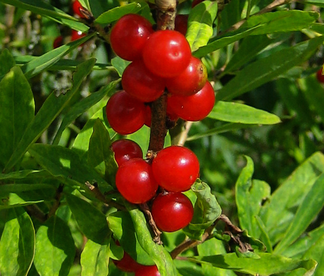 Seidelbast - Daphne mezereum