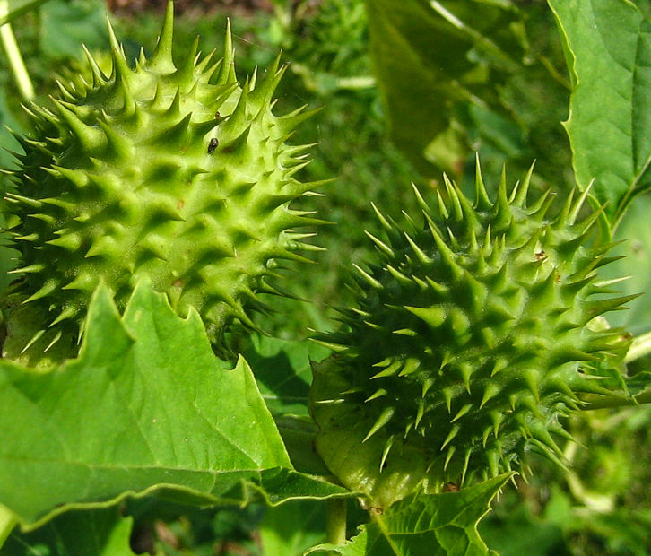 Stechapfel - Datura stramonium