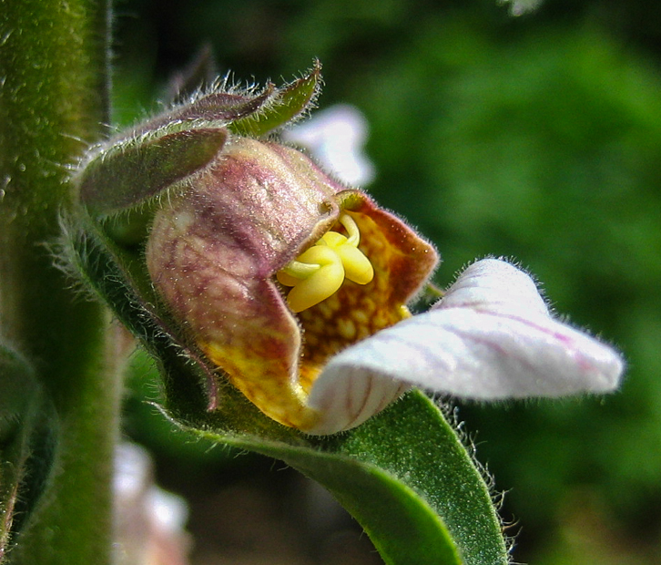 Wolliger Fingerhut - Digitalis lanata