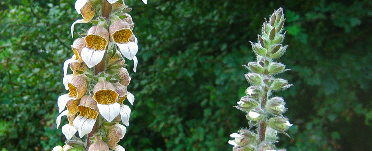 Wolliger Fingerhut - Digitalis lanata