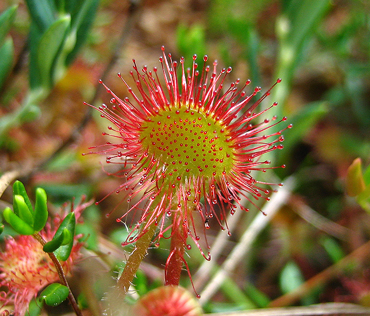 Rundblättriger Sonnentau - Drosera rotundifolia