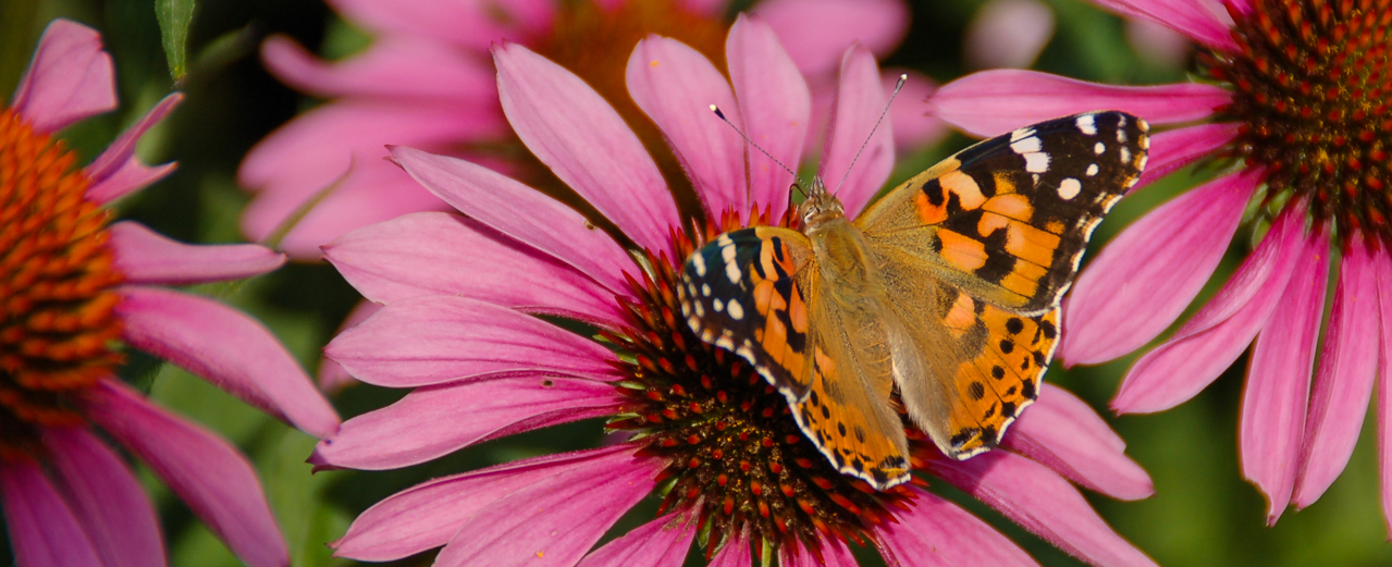 Blüten des Roten Sonnenhuts (Echinacea purpurea), Schmetterling auf Blüte, Korbblütler