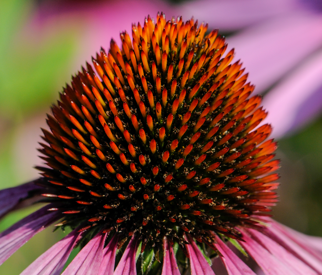 Roter Sonnenhut - Echinacea purpurea