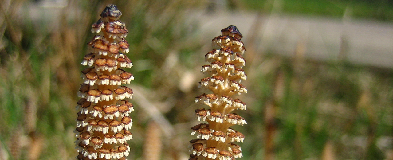 Ackerschachtelhalm - Equisetum arvense