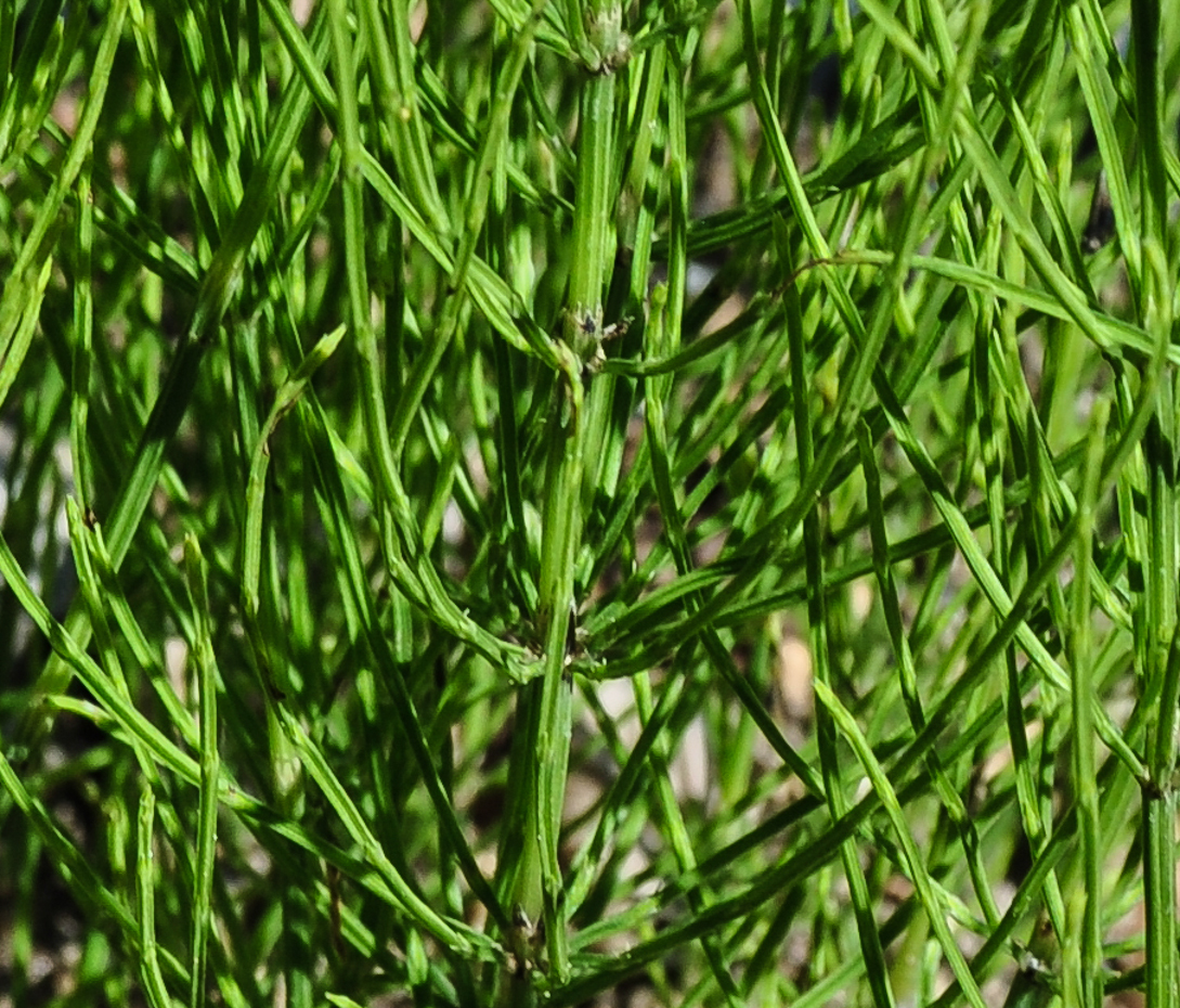 Ackerschachtelhalm - Equisetum arvense