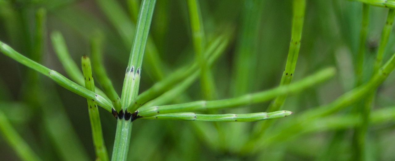 Equisetum palustre Universität Ulm