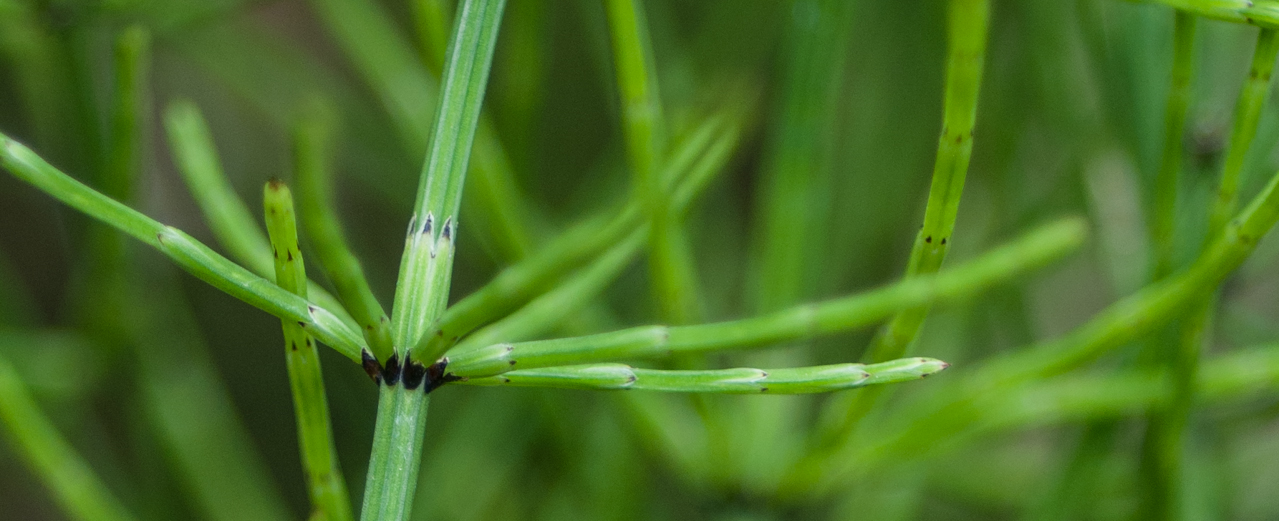 Sumpf-Schachtelhalm - Equisetum palustre