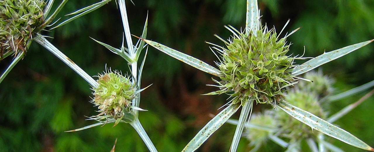 Mannstreu - Eryngium campestre