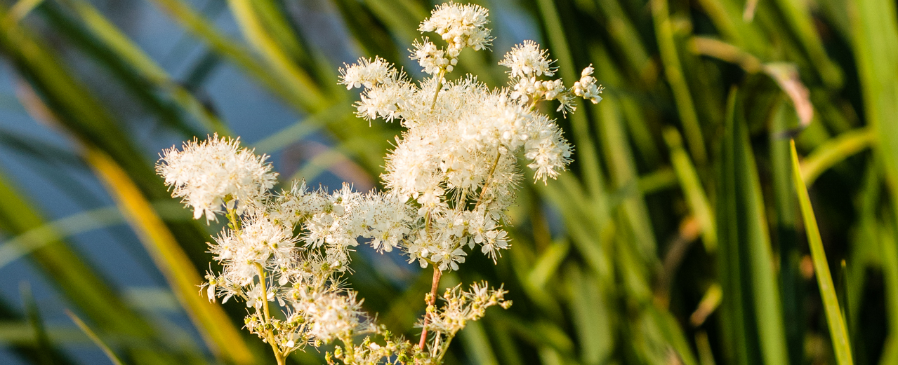 Mädesüß - Filipendula ulmaria Mädesüß - Filipendula ulmaria