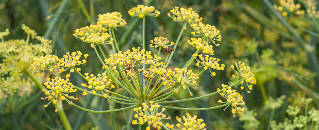 Fenchel - Foeniculum vulgare