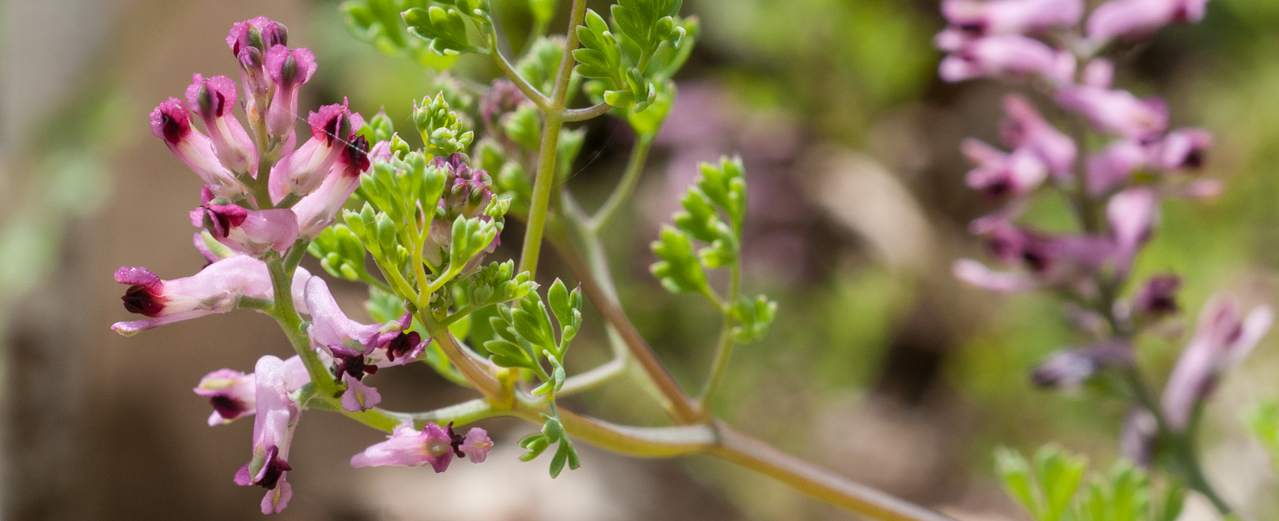 Erdrauch - Fumaria officinalis