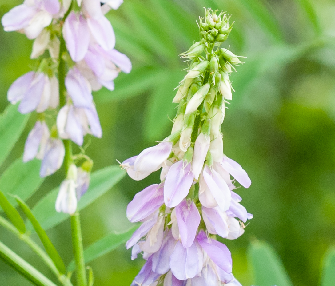 Geißraute - Galega officinalis