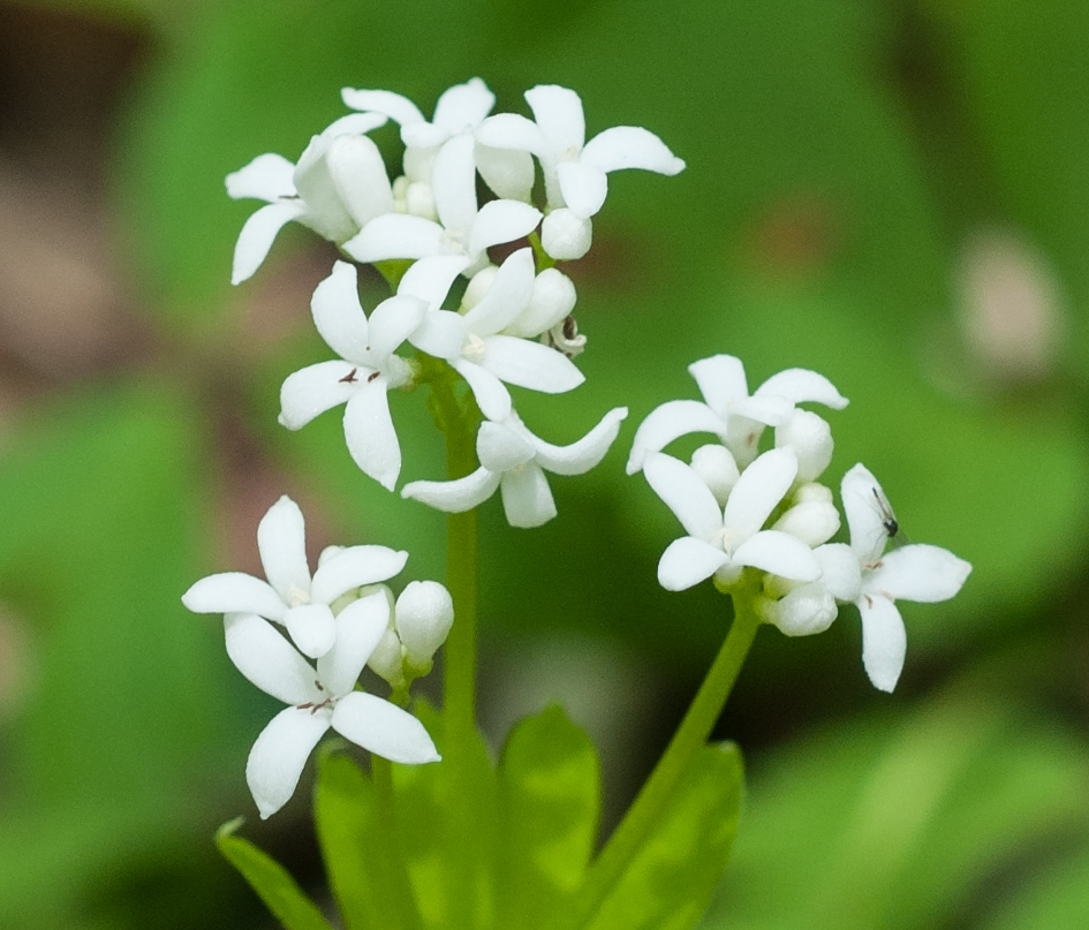 Waldmeister - Galium odoratum