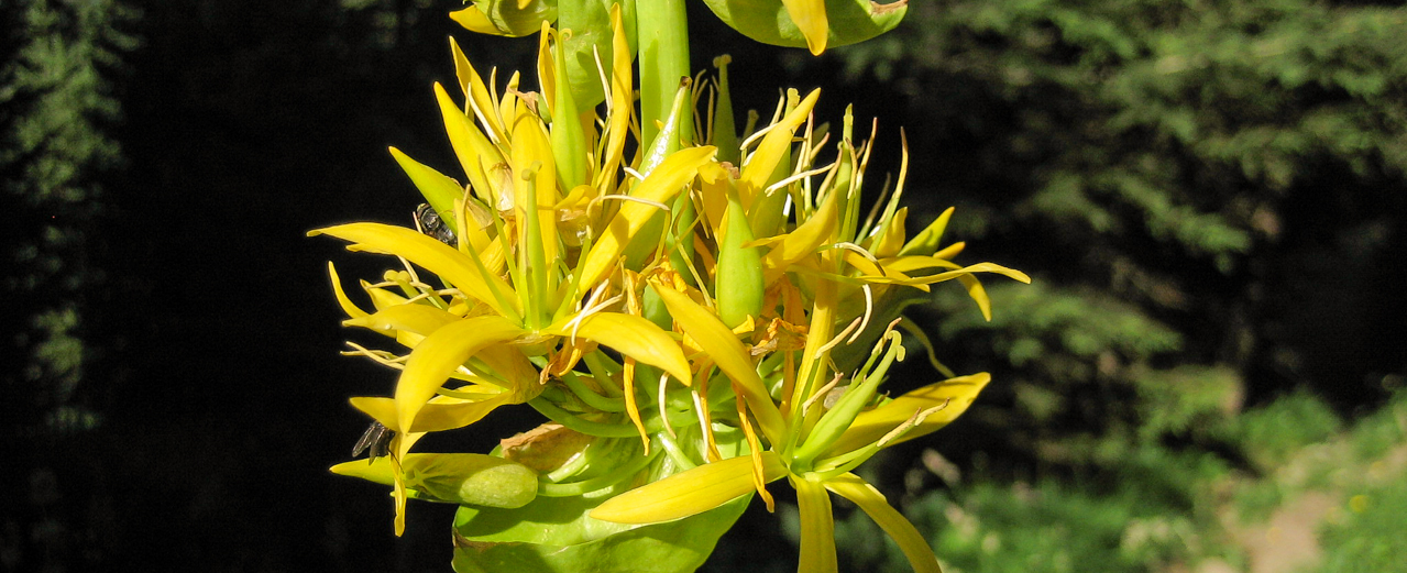 Gelber Enzian - Gentiana lutea