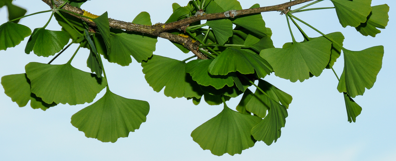 Ginkgo - Ginkgo biloba