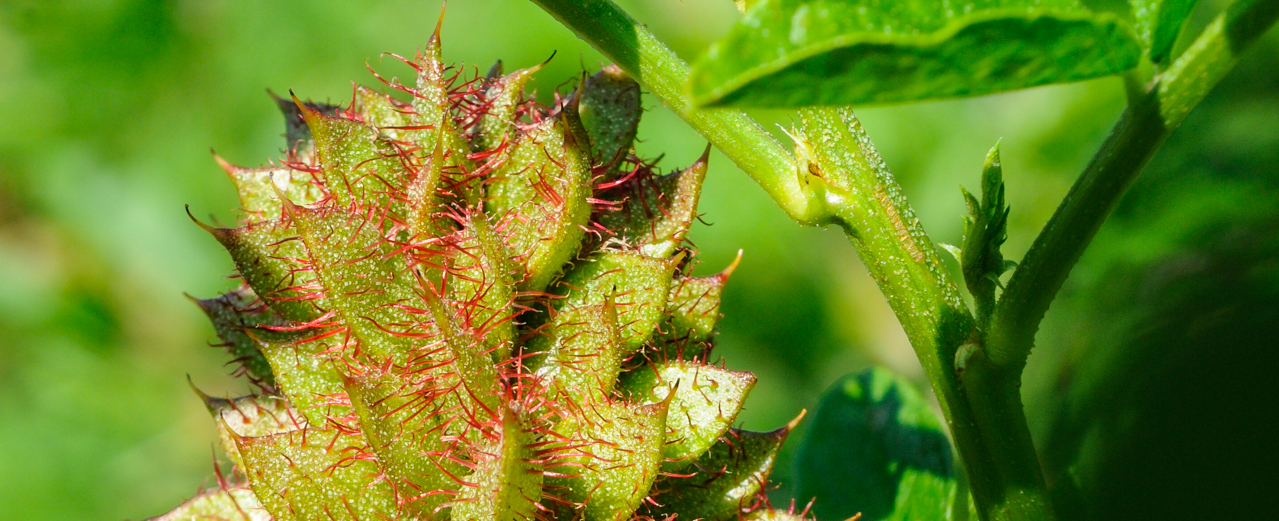 Süßholz - Glycyrrhiza glabra