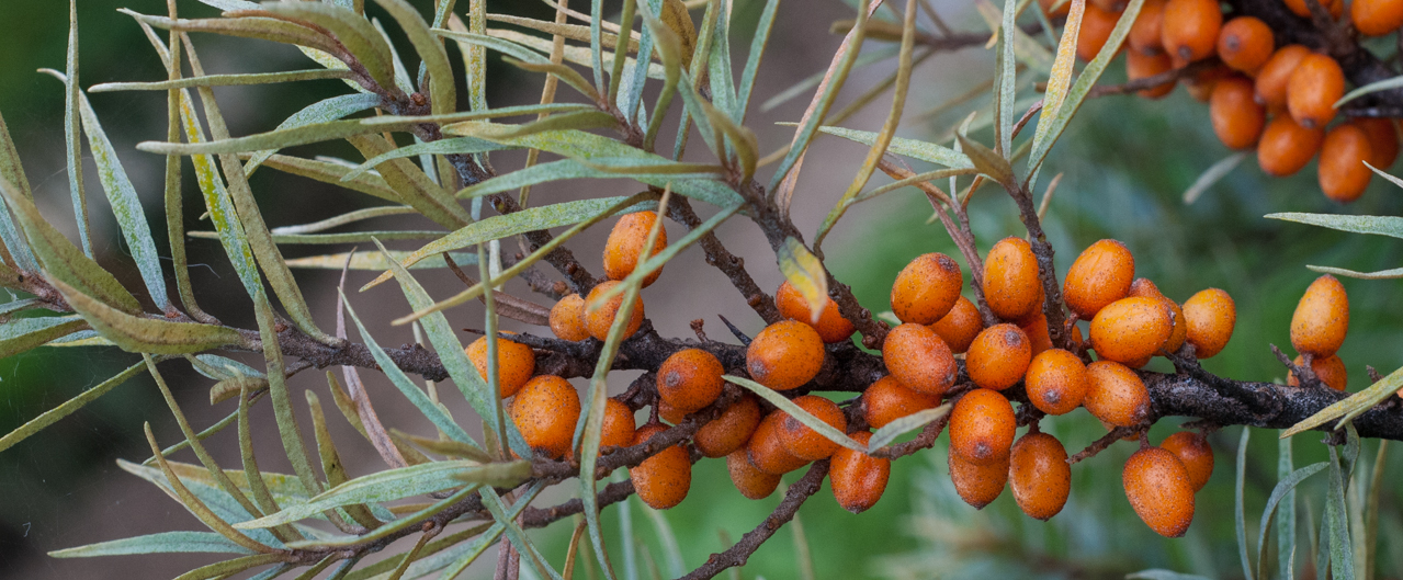 Sanddorn - Hippophae rhamnoides