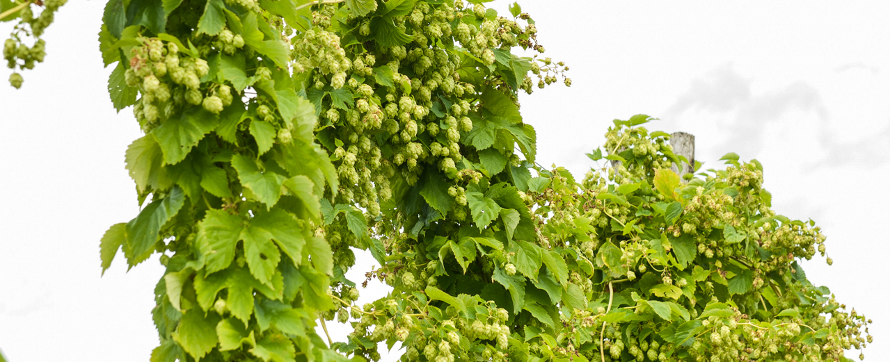 Hopfen - Humulus lupulus