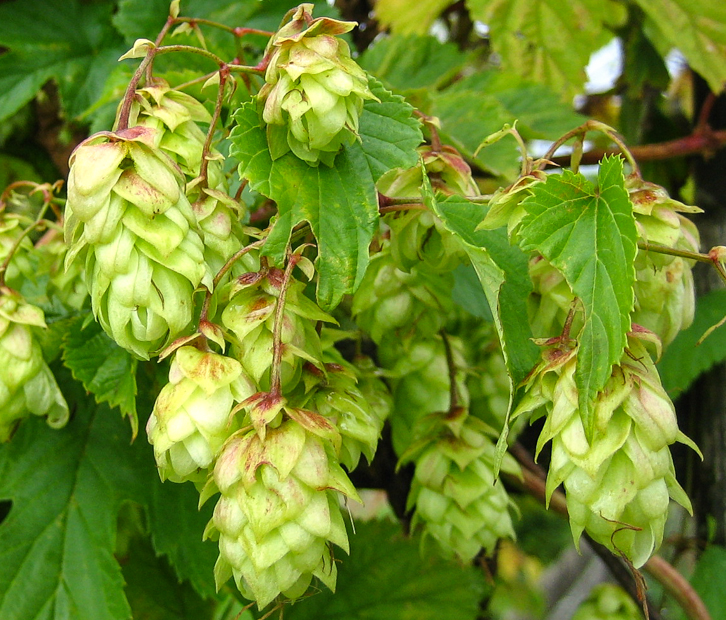 Hopfen - Humulus lupulus