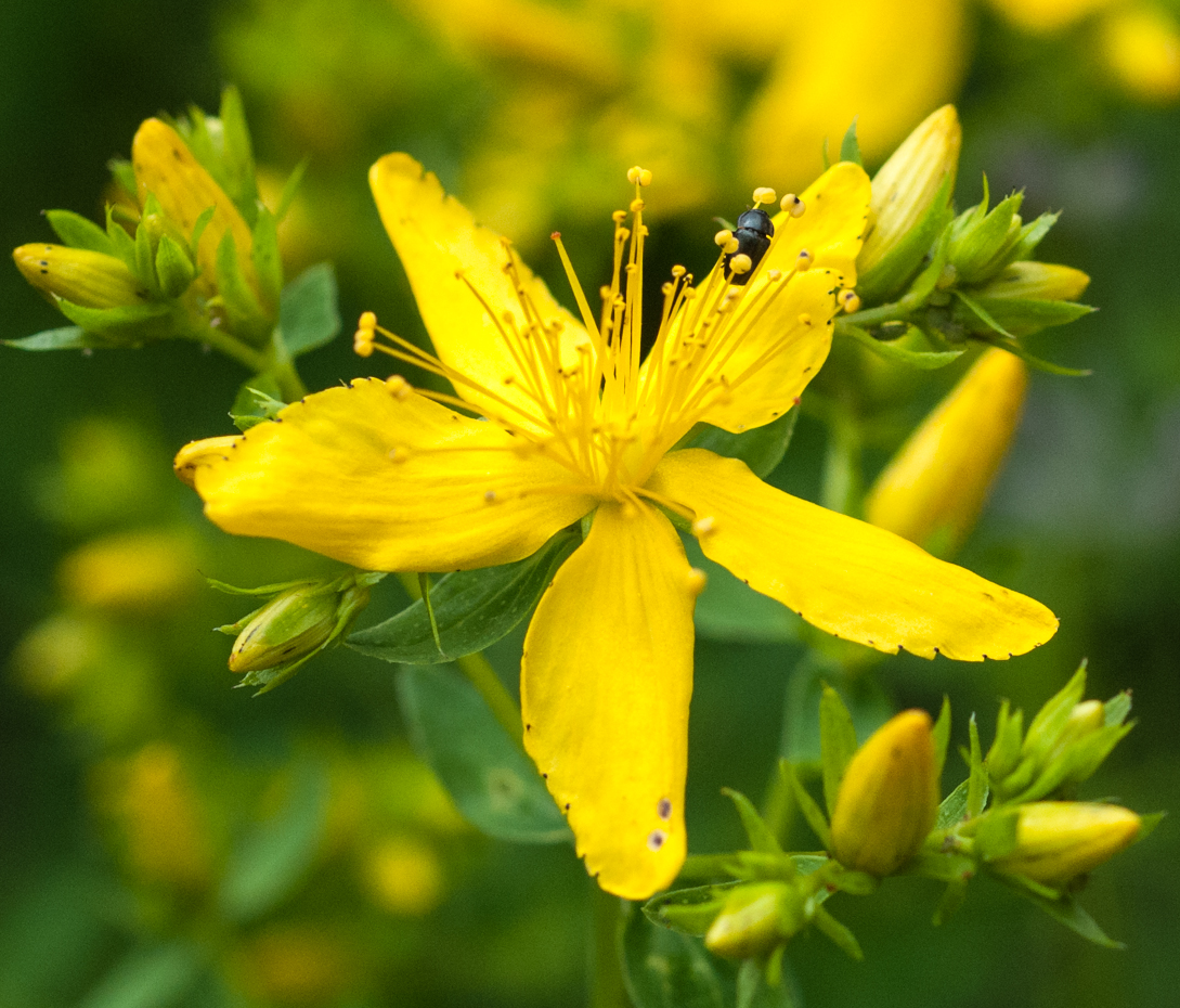 Tüpfel-Johanniskraut - Hypericum perforatum