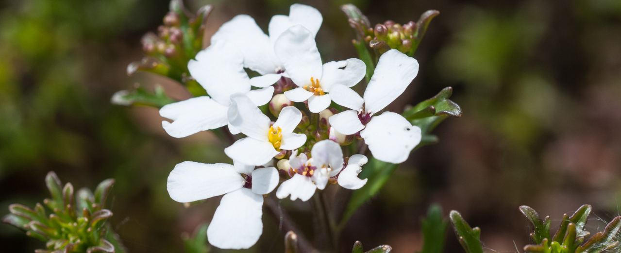Bittere Schleifenblume - Iberis amara Bittere Schleifenblume - Iberis amara