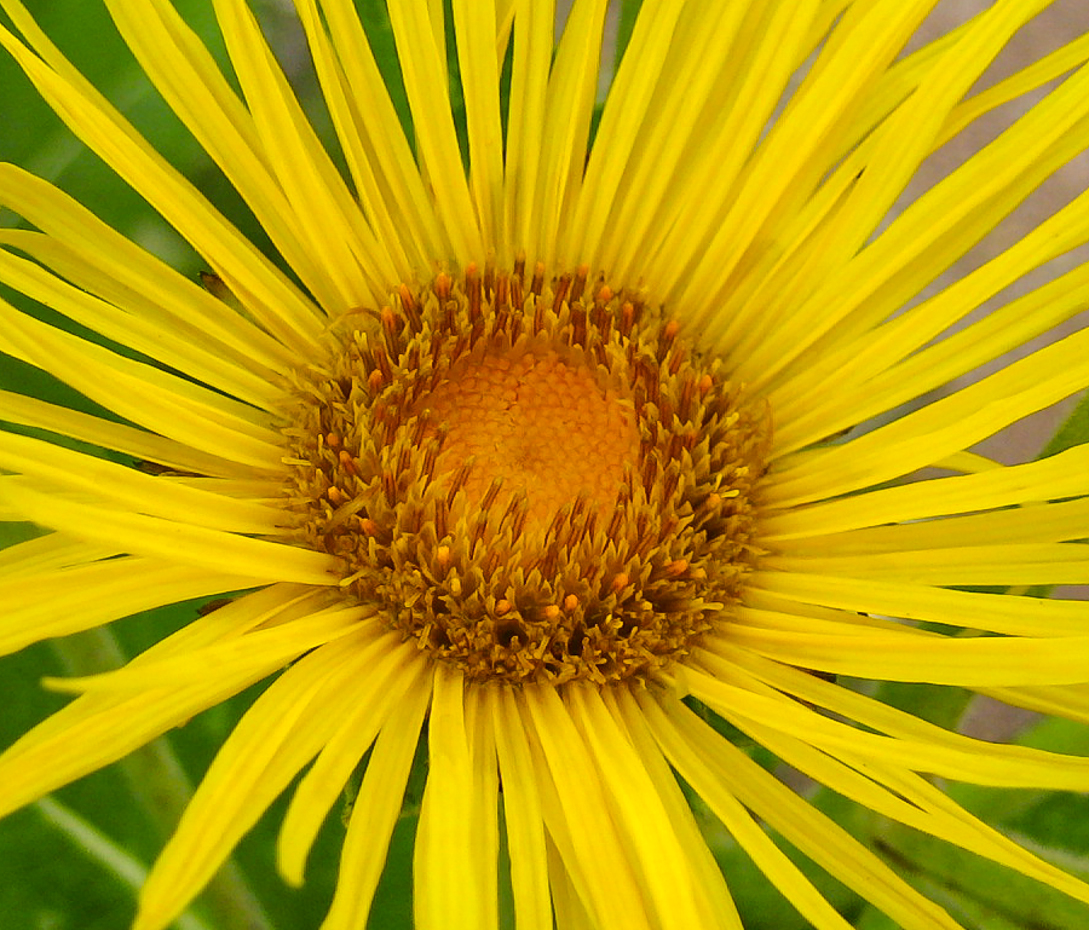 Alant - Inula helenium