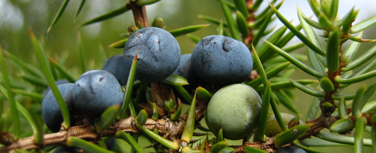 Wacholder - Juniperus communis