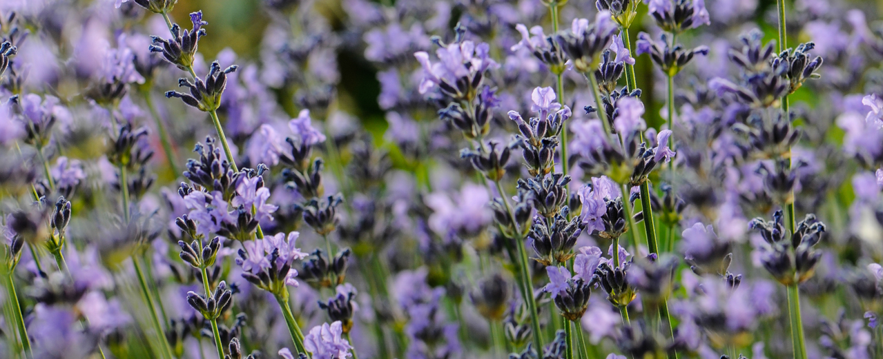 Lavendel - Lavandula angustifolia