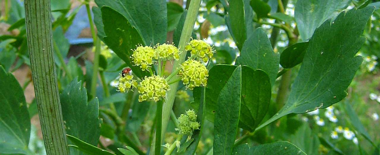 Liebstöckel - Levisticum officinale